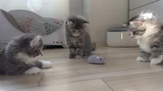 猫ルンルン♪るるるルーム