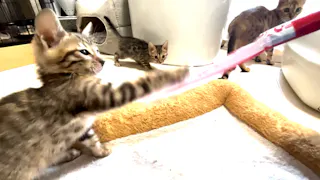 猫ルンルン♪るるるルーム