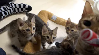 猫ルンルン♪るるるルーム