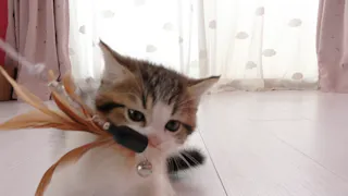 猫ルンルン♪るるるルーム