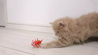猫ルンルン♪るるるルーム