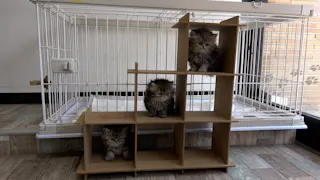 猫ルンルン♪るるるルーム