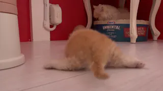 猫ルンルン♪るるるルーム