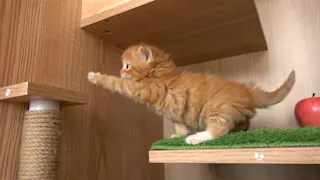 猫ルンルン♪るるるルーム