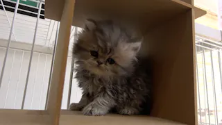猫ルンルン♪るるるルーム