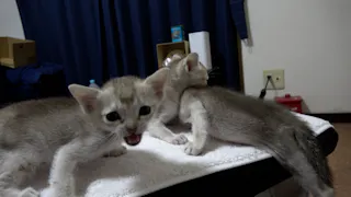 猫ルンルン♪るるるルーム