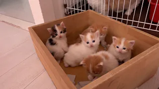 猫ルンルン♪るるるルーム