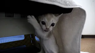 猫ルンルン♪るるるルーム