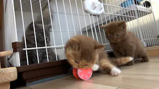 猫ルンルン♪るるるルーム