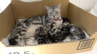 猫ルンルン♪るるるルーム