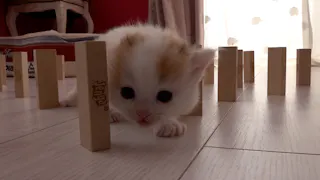 猫ルンルン♪るるるルーム