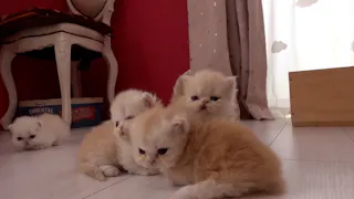 猫ルンルン♪るるるルーム