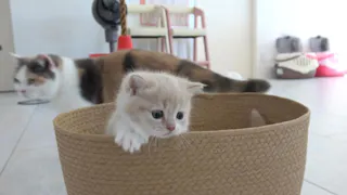 猫ルンルン♪るるるルーム【『はじめての脱出!』マンチの姉弟が大冒険】