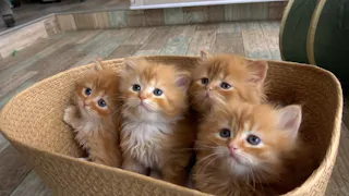 猫ルンルン♪るるるルーム
