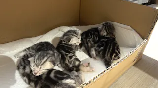 猫ルンルン♪るるるルーム