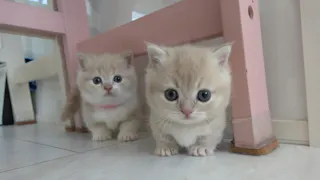 猫ルンルン♪るるるルーム【『はじめての脱出!』マンチの姉弟が大冒険】