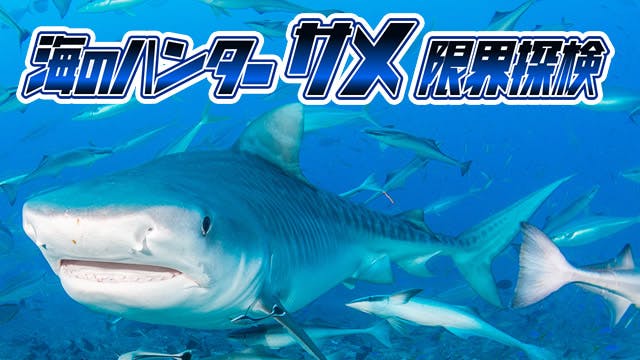 海のハンター サメ 限界探検 最強 ホホジロ タイガー オオメジロを追う ｂｓテレ東 16 7 23 21 00 Oa の番組情報ページ テレビ東京 ｂｓテレ東 7ch 公式