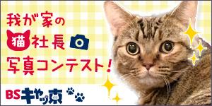 2月22日（土）は「猫の日」！我が家の猫社長 写真コンテスト！｜ＢＳテレ東