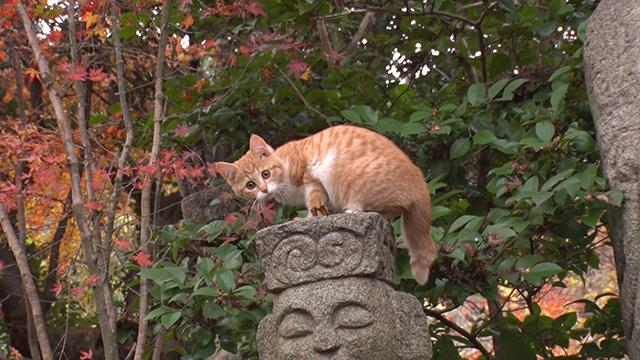 ポチたまペット大集合 かわいい猫が150匹 コレクション 2時間たっぷり癒しの猫だらけsp