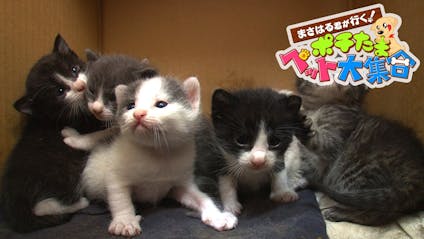 ポチたまペット大集合 超かわいい猫だらけｓｐ ｂｓテレ東７ にゃにゃ Chデー ｂｓテレ東 19 2 22 08 53 Oa の番組情報ページ テレビ東京 ｂｓテレ東 7ch 公式