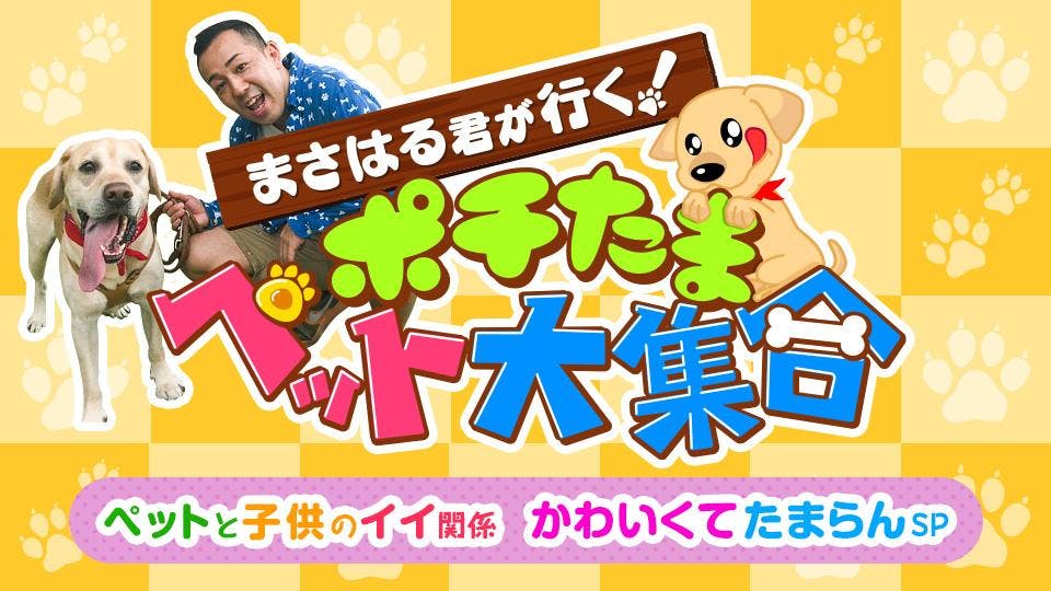 ポチたまペット大集合 ペットと子供のイイ関係 かわいくてたまらんsp bsテレ東 11 2 17 58 Oa の番組情報ページ テレビ東京 bsテレ東 7ch 公式