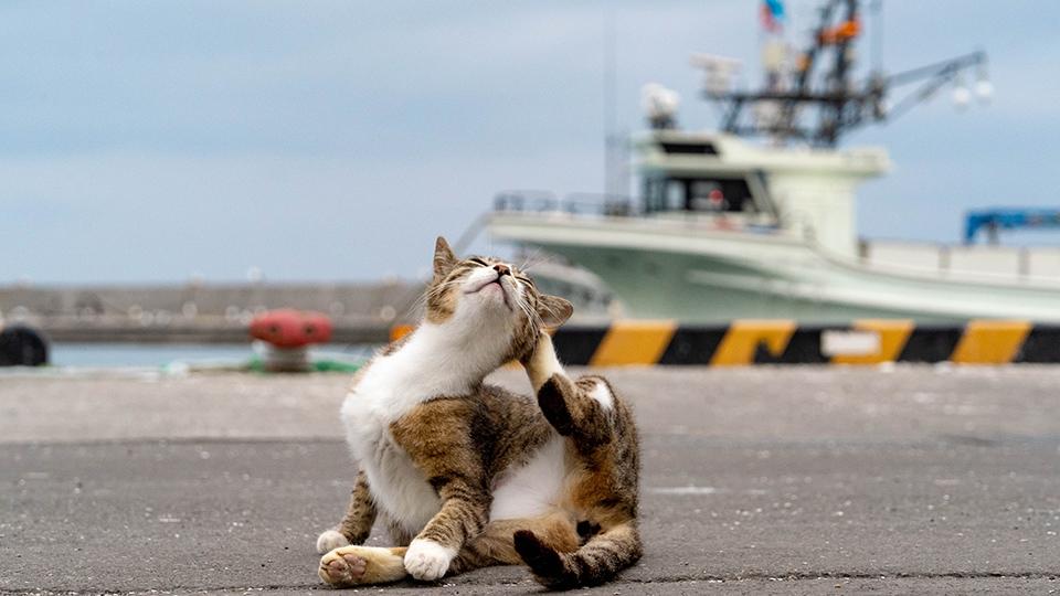 港猫～北海道の港で暮らすネコたち～(ＢＳテレ東、2020/2/22 18:30 OA 