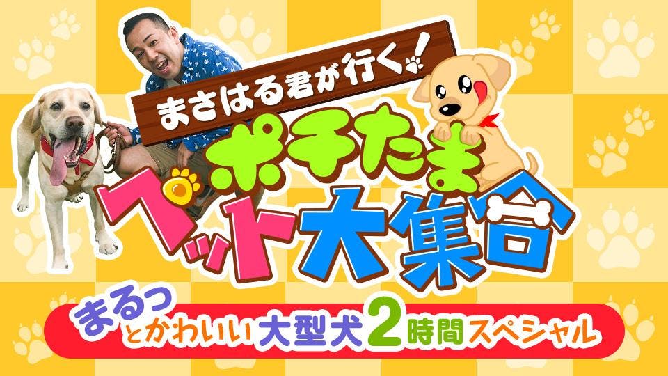 まさはる君が行く ポチたまペット大集合まるっとかわいい大型犬２時間スペシャル ｂｓテレ東 の番組情報ページ テレビ東京 ｂｓテレ東 7ch 公式