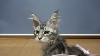 猫ルンルン♪るるるルーム
