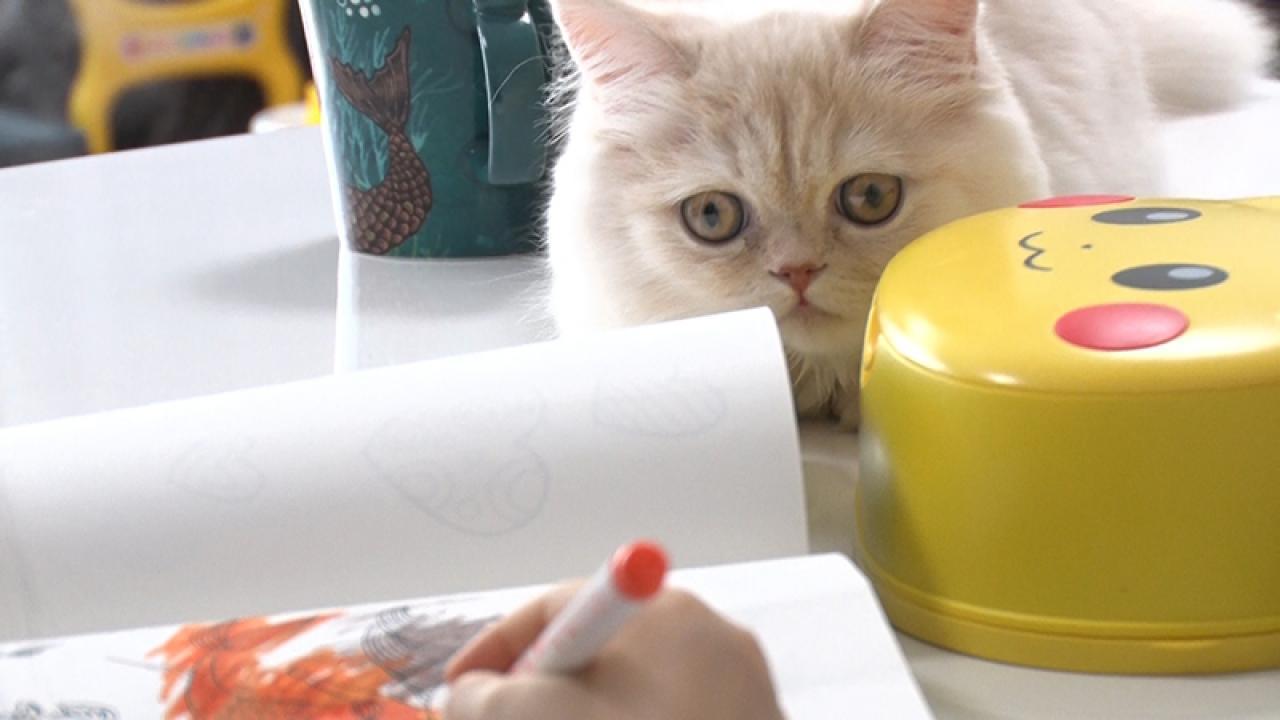 ネコにゃん～子猫はじめて体験物語～ | テレ東・BSテレ東 7ch(公式)