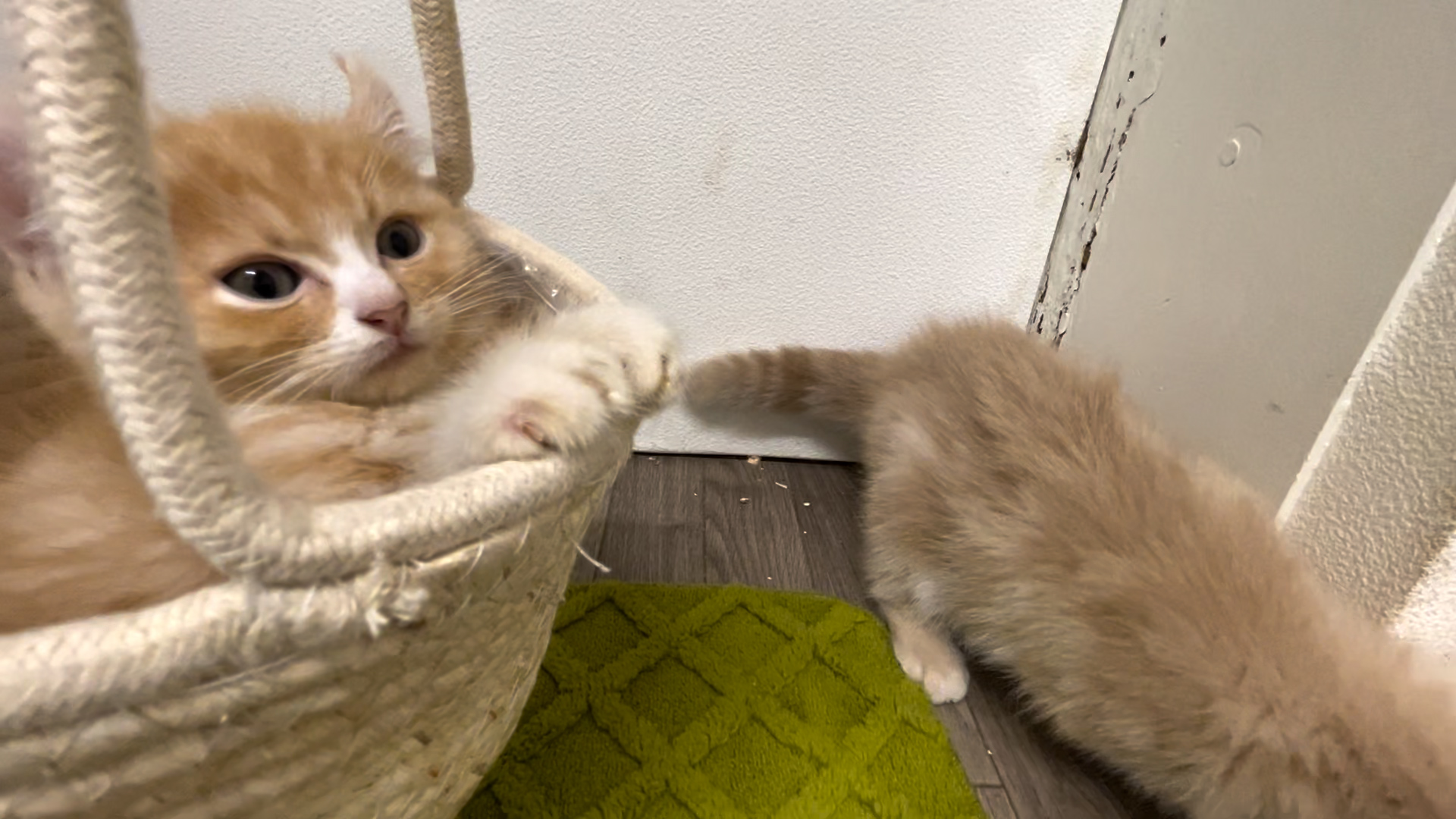 ギャラリー | 猫ルンルン♪るるるルーム【かわいい子猫大集合