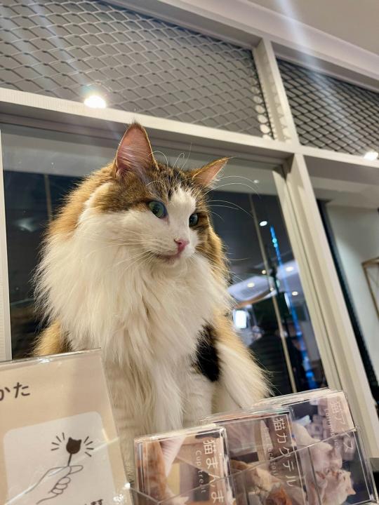 CIAOちゅ～るpresents オールねこ感謝祭！！ニャン♪にゃん♪オフ