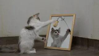 猫ルンルン♪るるるルーム