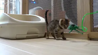 猫ルンルン♪るるるルーム