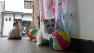 猫ルンルン♪るるるルーム