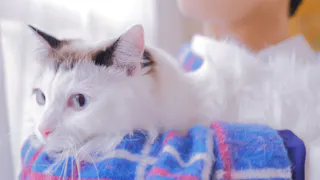 YKK AP Presents 僕と猫のダイアリー