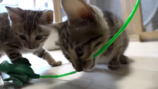 猫ルンルン♪るるるルーム