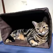 うちのコ、知りませんか？～ペット探偵の事件簿～