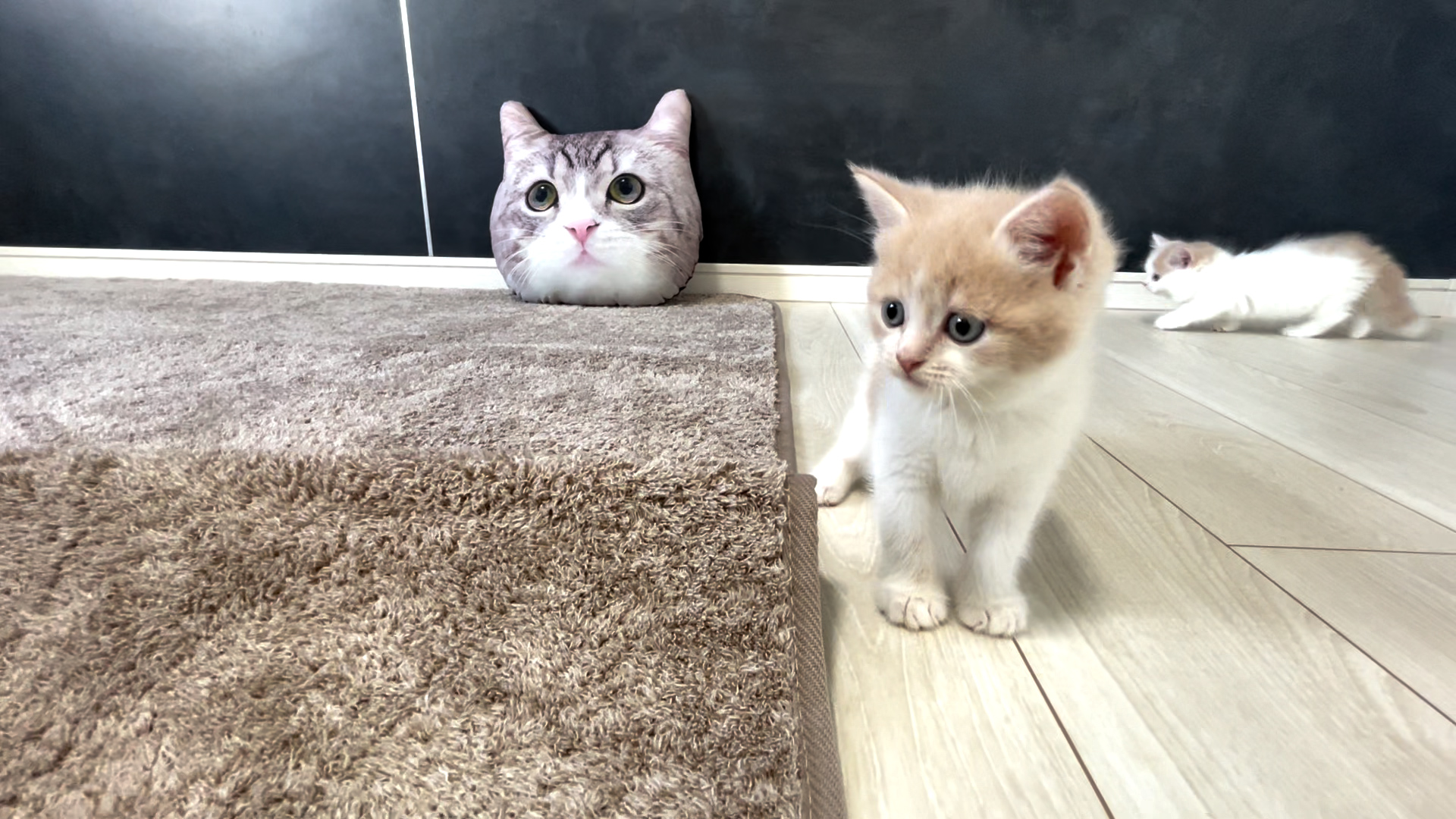 ギャラリー | 猫ルンルン♪るるるルーム【かわいい子猫大集合 ギャラリー | 猫ルンルン♪るるるルーム【かわいい子猫大集合