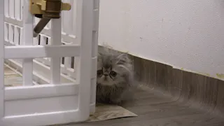 猫ルンルン♪るるるルーム