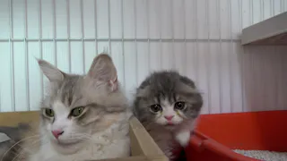 猫ルンルン♪るるるルーム