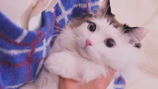 YKK AP Presents 僕と猫のダイアリー