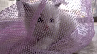 猫ルンルン♪るるるルーム