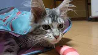 猫ルンルン♪るるるルーム