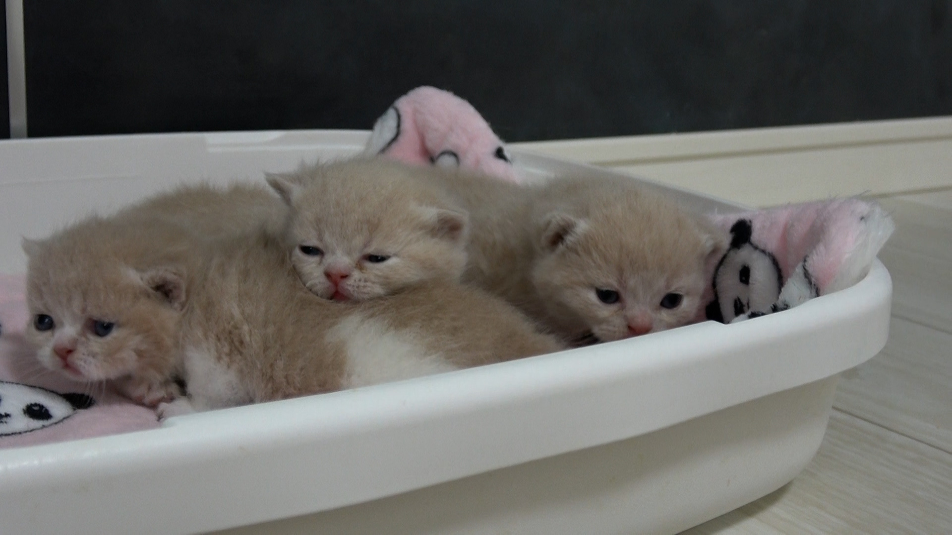 ルアンプーター　猫の乳を吸うネズミ　猫ミルク　1stバッチ　プラクルアン ルアンプーター猫の乳を吸うネズミ猫ミルク1stバッチプラクルアン