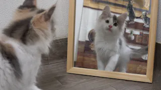 猫ルンルン♪るるるルーム