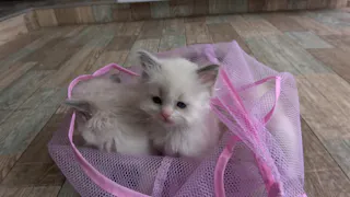 猫ルンルン♪るるるルーム